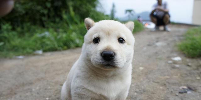 其实养狗最好养“中华田园犬”，它不比宠物狗差