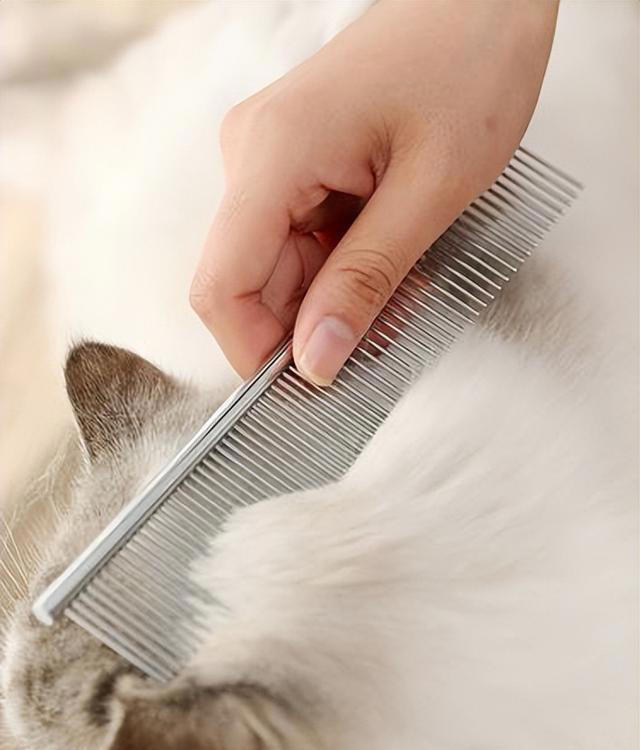 布偶猫怎么养？掌握“小技巧”，每天状态美美哒