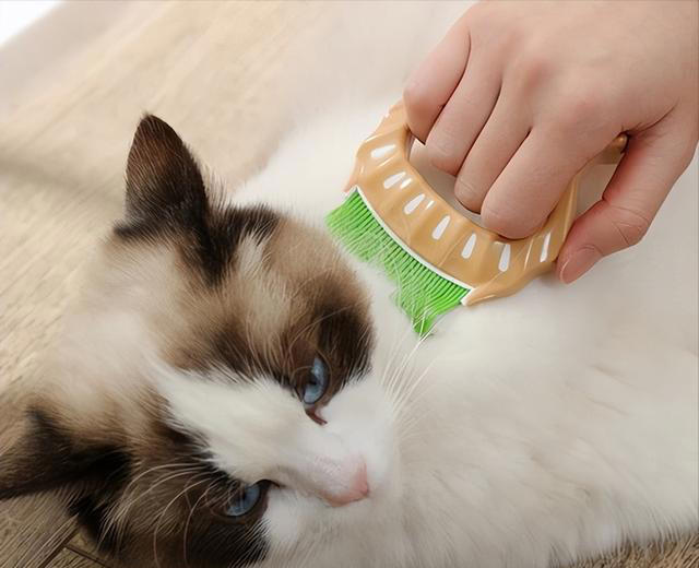 布偶猫怎么养？掌握“小技巧”，每天状态美美哒