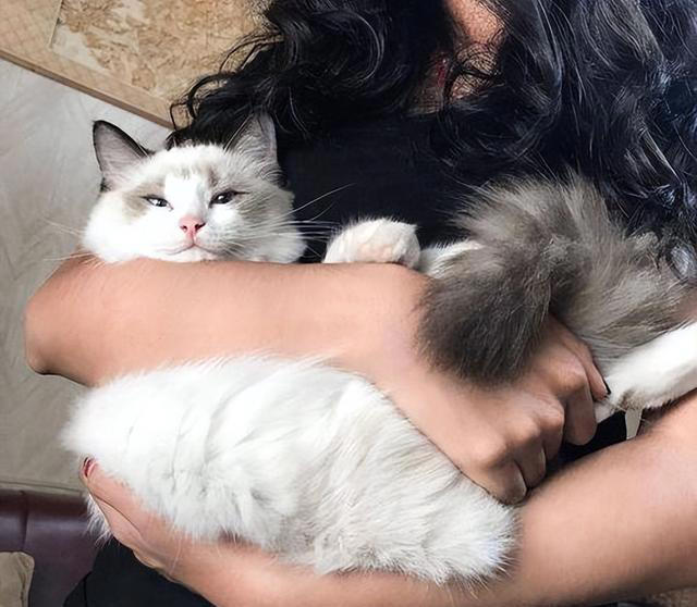布偶猫怎么养？掌握“小技巧”，每天状态美美哒