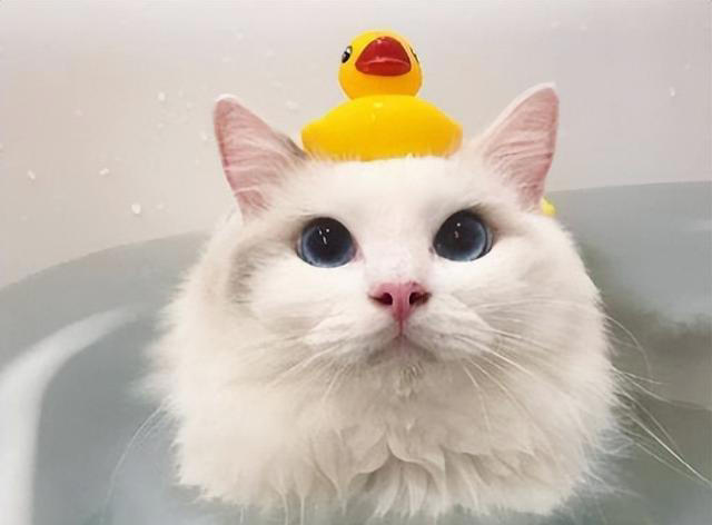 布偶猫怎么养？掌握“小技巧”，每天状态美美哒