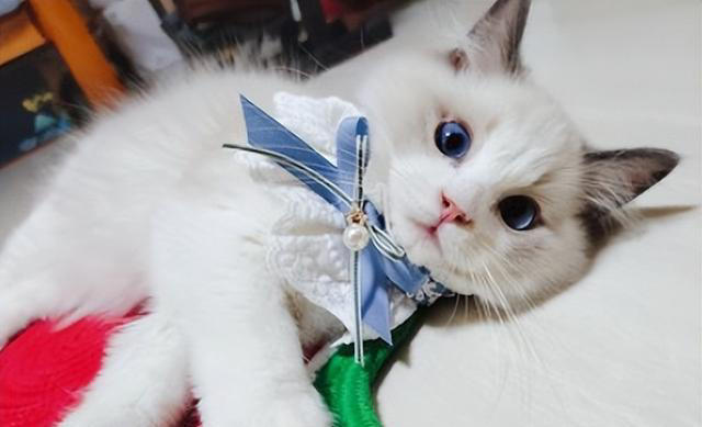 布偶猫怎么养？掌握“小技巧”，每天状态美美哒