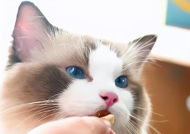 布偶猫怎么养？掌握“小技巧”，每天状态美美哒