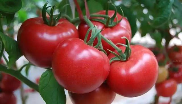 “血压”最怕的4种蔬菜，建议：中老年人要多吃，稳定血压少生病