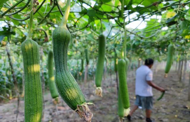 立秋后，要懂得忌嘴！建议：少吃3瓜，多吃4果，润燥养肺过好秋