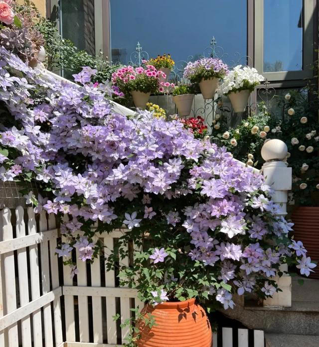 如果家里有院子，一定要种上这几种花，实在太美了！