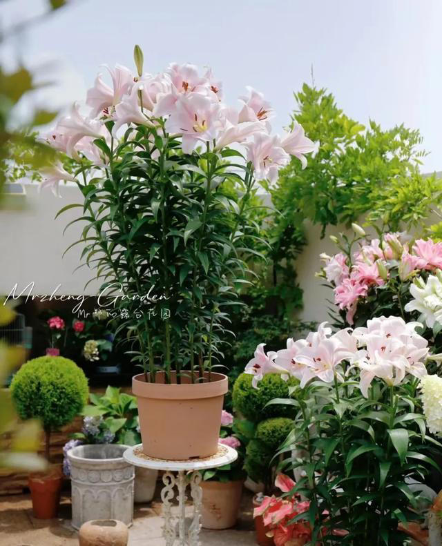 如果家里有院子，一定要种上这几种花，实在太美了！