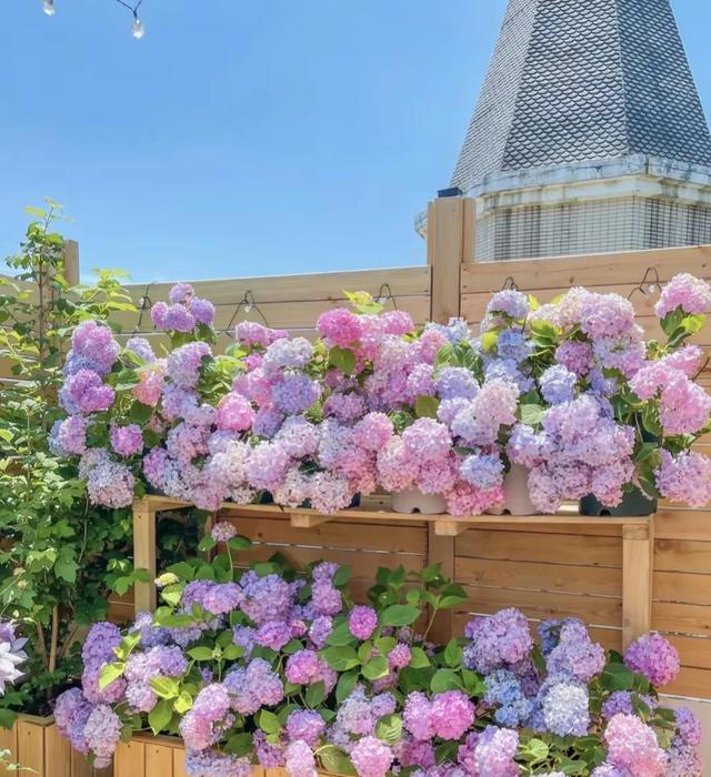 如果家里有院子，一定要种上这几种花，实在太美了！