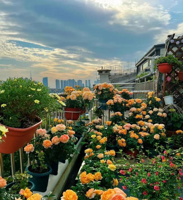 如果家里有院子，一定要种上这几种花，实在太美了！