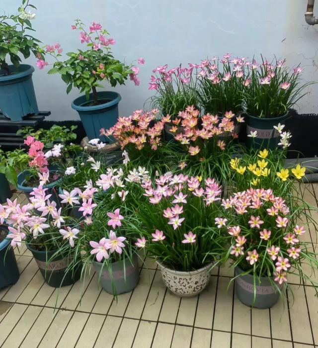 如果家里有院子，一定要种上这几种花，实在太美了！