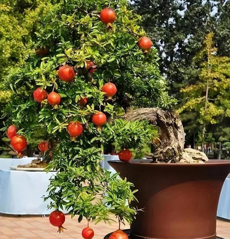 分享4种适合居家种植的花，霸气十足养成传家宝，寓意美好上档次