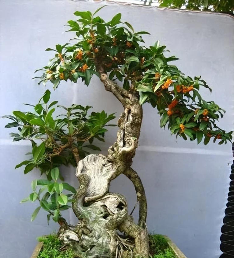 分享4种适合居家种植的花，霸气十足养成传家宝，寓意美好上档次