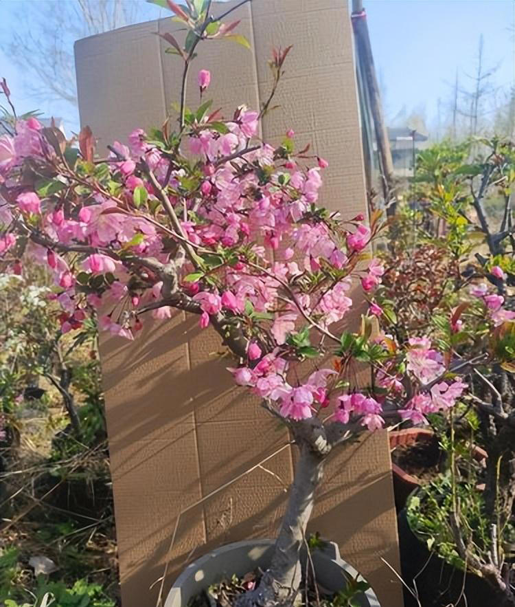 分享4种适合居家种植的花，霸气十足养成传家宝，寓意美好上档次