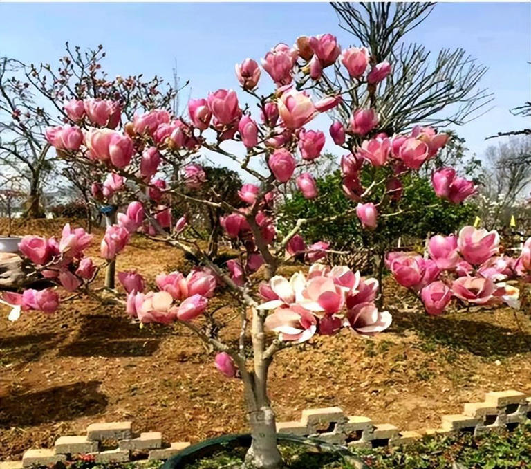 分享4种适合居家种植的花，霸气十足养成传家宝，寓意美好上档次