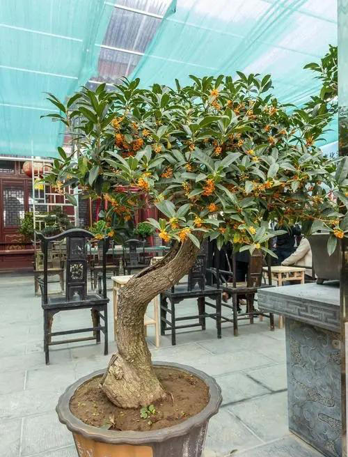 分享4种适合居家种植的花，霸气十足养成传家宝，寓意美好上档次