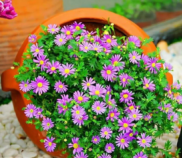 适合新手的小草花，好养爱开花，一开就是上百朵，花色清新真迷人