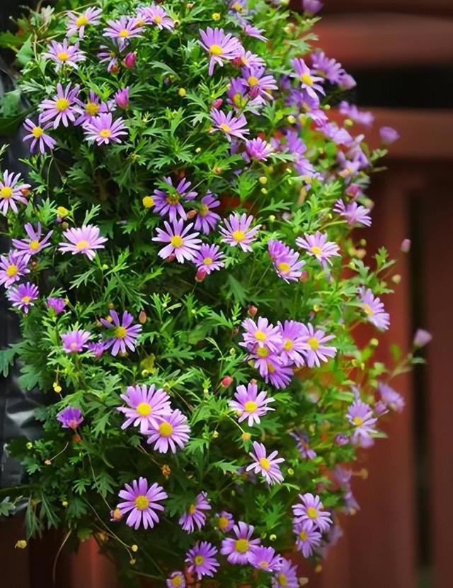适合新手的小草花，好养爱开花，一开就是上百朵，花色清新真迷人