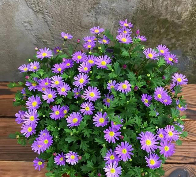 适合新手的小草花，好养爱开花，一开就是上百朵，花色清新真迷人