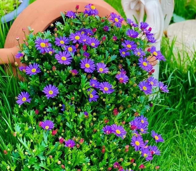 适合新手的小草花，好养爱开花，一开就是上百朵，花色清新真迷人