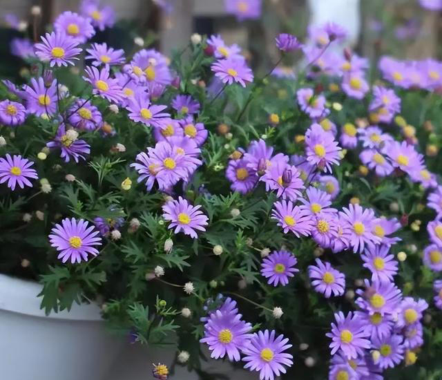 适合新手的小草花，好养爱开花，一开就是上百朵，花色清新真迷人