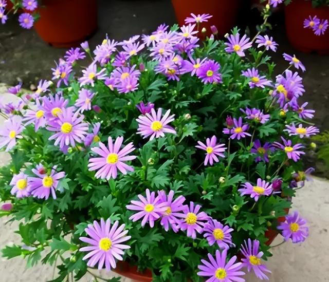 适合新手的小草花，好养爱开花，一开就是上百朵，花色清新真迷人