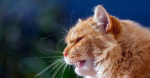 猫咪一“喵”藏秘密，你家猫想说啥？