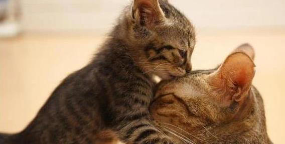 猫咪一“喵”藏秘密，你家猫想说啥？