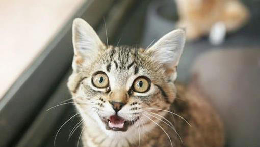 猫咪一“喵”藏秘密，你家猫想说啥？