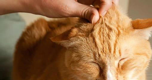 猫咪一“喵”藏秘密，你家猫想说啥？