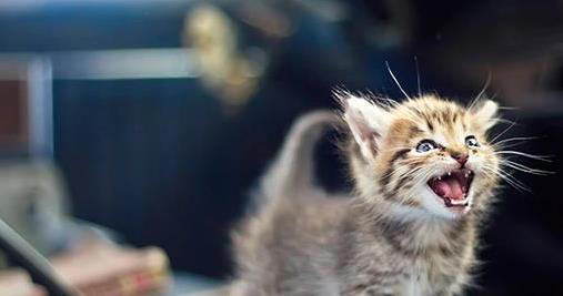 猫咪一“喵”藏秘密，你家猫想说啥？