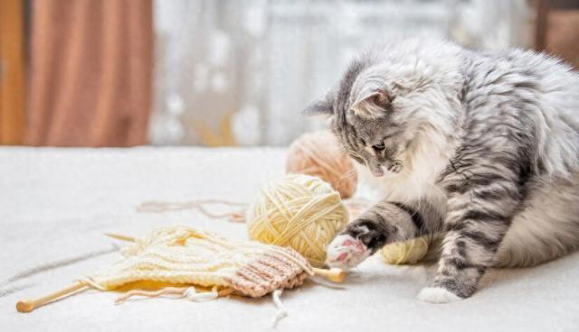 猫咪掉毛太烦人！猫咪掉毛严重要怎么解决？