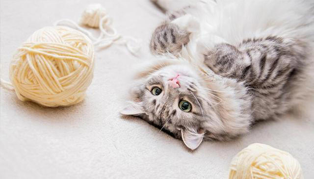 猫咪掉毛太烦人！猫咪掉毛严重要怎么解决？