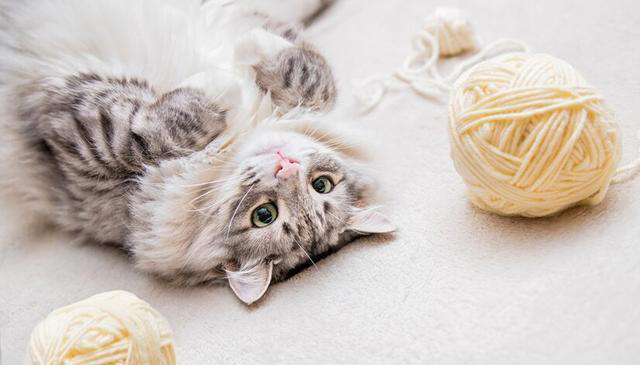 猫咪掉毛太烦人！猫咪掉毛严重要怎么解决？