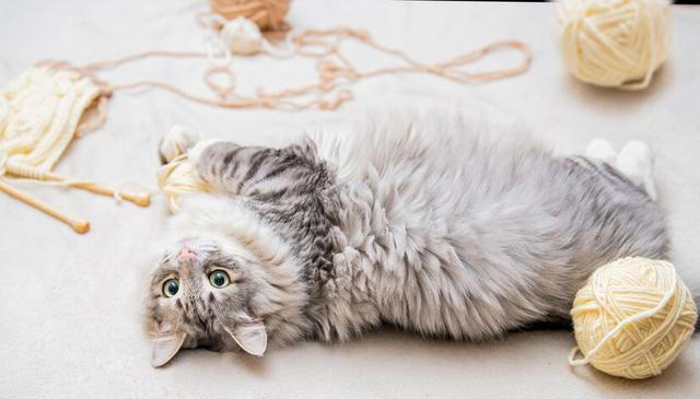 猫咪掉毛太烦人！猫咪掉毛严重要怎么解决？