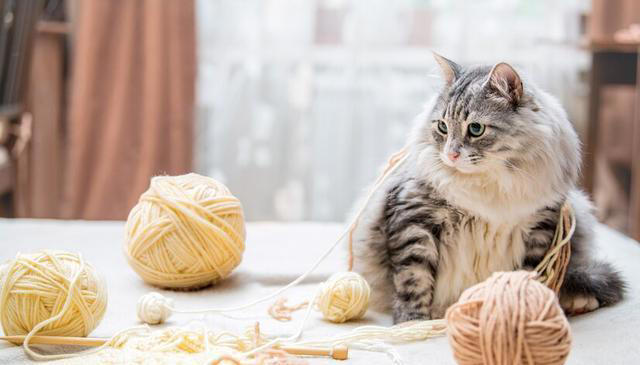 猫咪掉毛太烦人！猫咪掉毛严重要怎么解决？