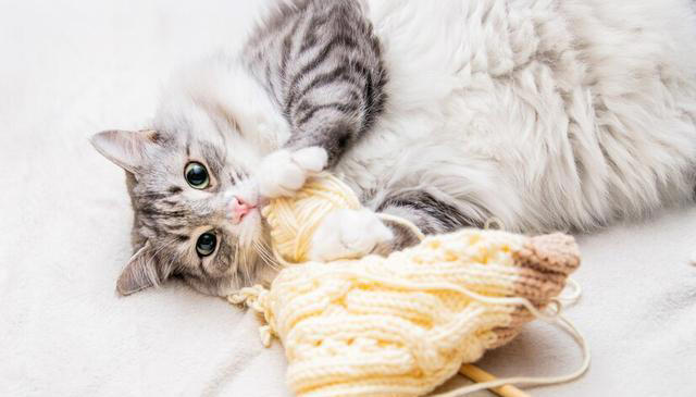 猫咪掉毛太烦人！猫咪掉毛严重要怎么解决？