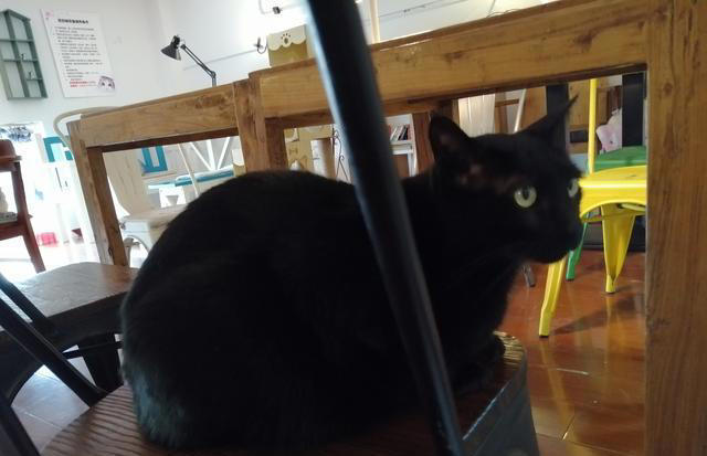 家养猫咪为什么总是会“离家出走”？