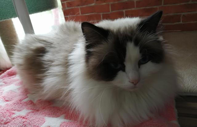 家养猫咪为什么总是会“离家出走”？