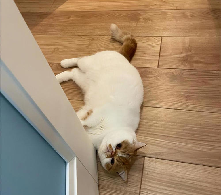 猫咪翻脸不认人？这8件事别做，小心被抓！