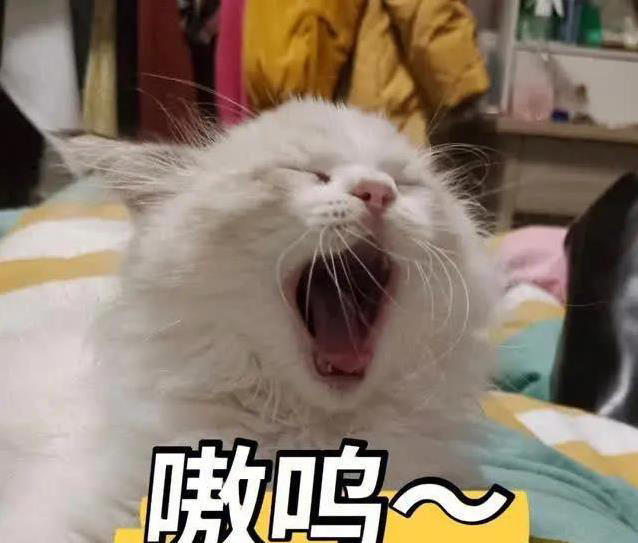 布偶猫美貌无人敌，养起来却让人头疼，你敢试？