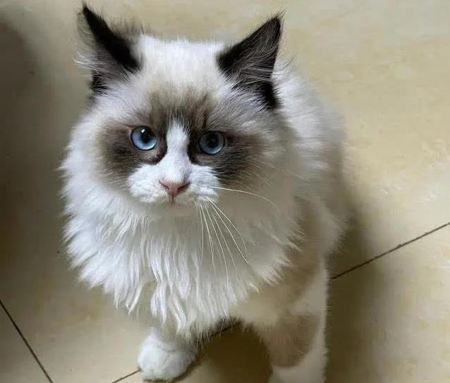 布偶猫美貌无人敌，养起来却让人头疼，你敢试？