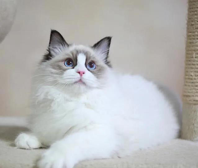 布偶猫美貌无人敌，养起来却让人头疼，你敢试？