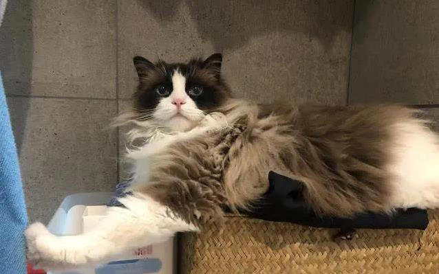 布偶猫美貌无人敌，养起来却让人头疼，你敢试？