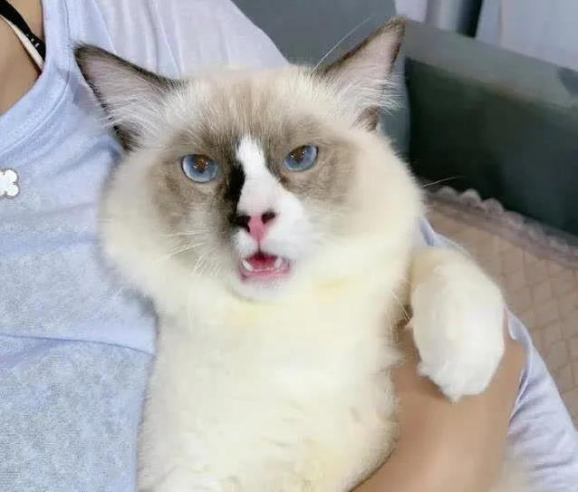 布偶猫美貌无人敌，养起来却让人头疼，你敢试？