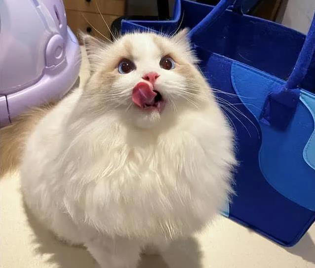 布偶猫美貌无人敌，养起来却让人头疼，你敢试？