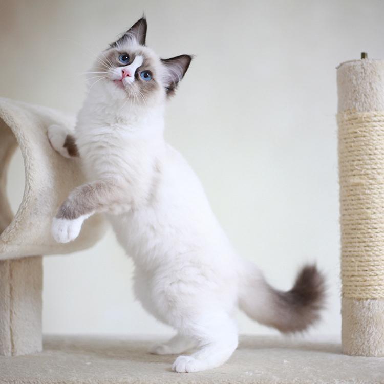 血统纯正的“布偶猫”，才有这几个特征，很多人养的是串串