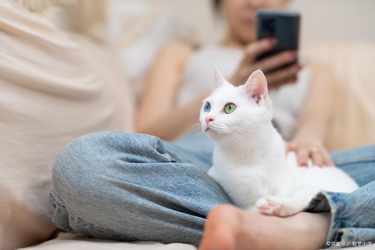 公猫和母猫哪个比较好养？新手选猫看这里