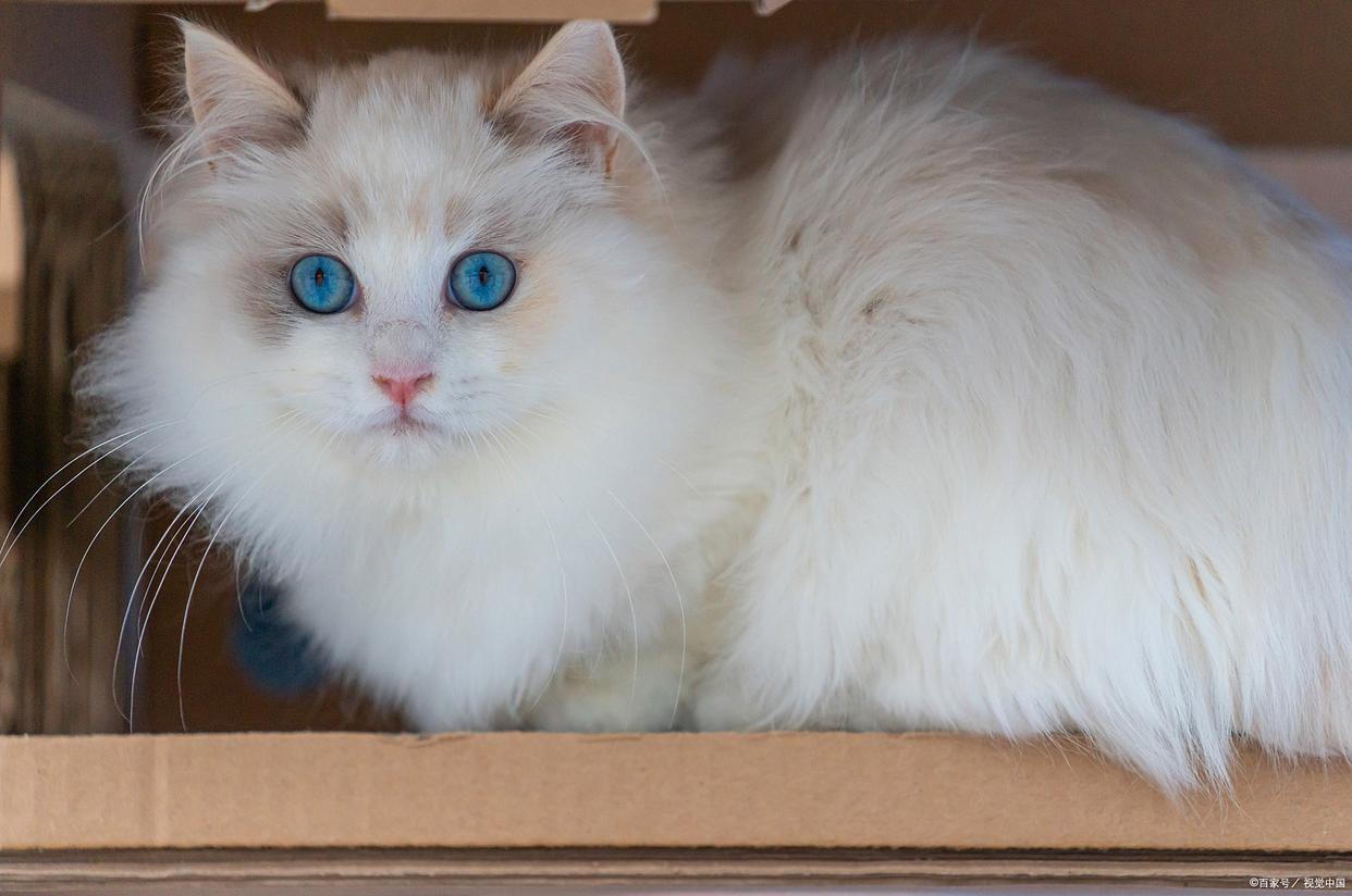 布偶猫有什么先天性疾病？这3种病是致命威胁！