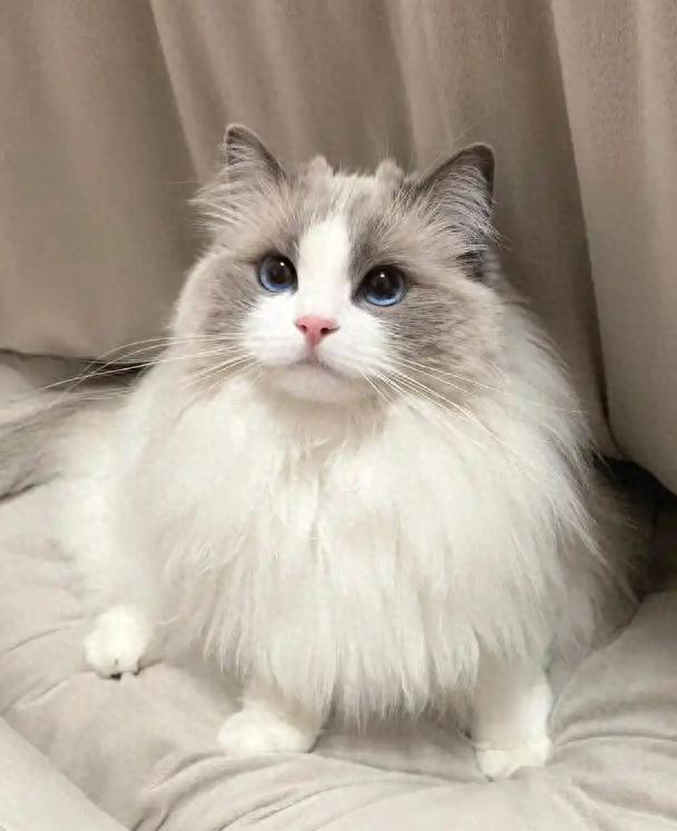 布偶猫深度测评：从外貌到性格，解析 “猫中仙女” 的饲养之道