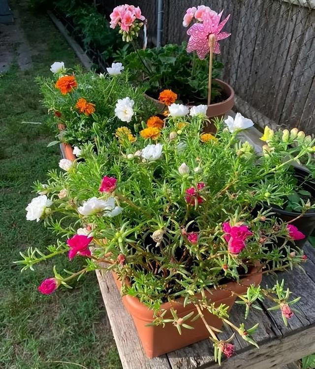 不浇水就能活的“3种花”，还不怕晒，高温养，开花不停美不胜收